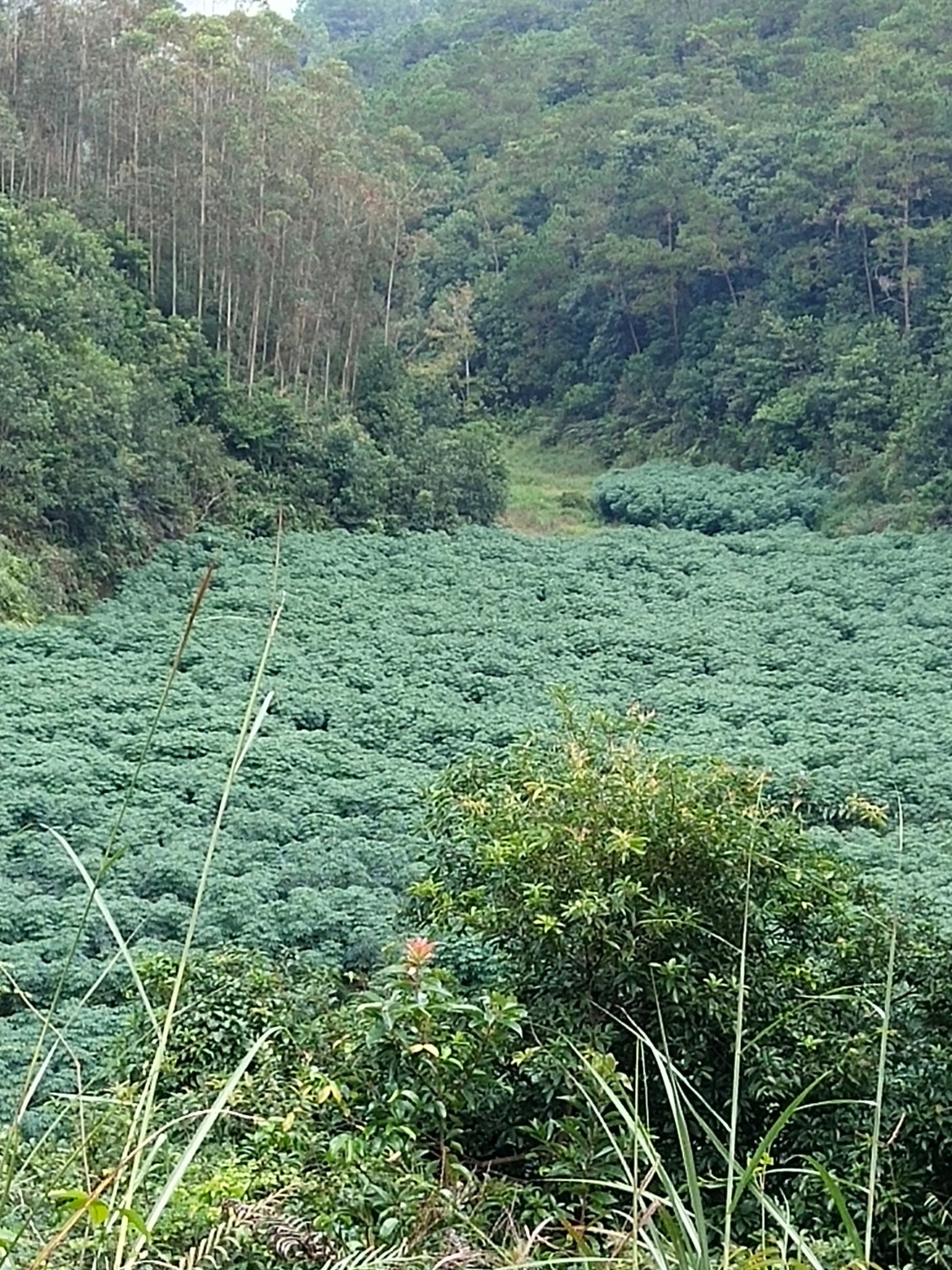 木薯种苗  广西红皮白肉面包木薯种