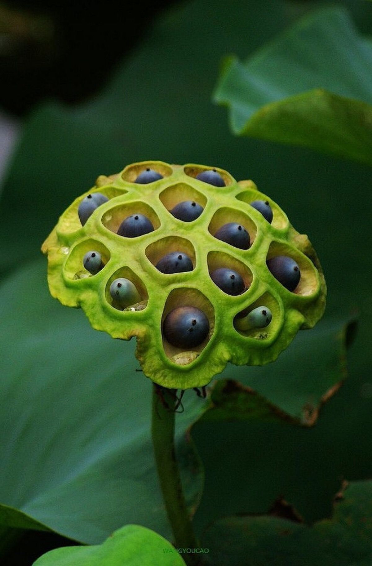 荷花莲子
