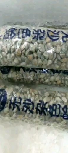 无沙大花甲