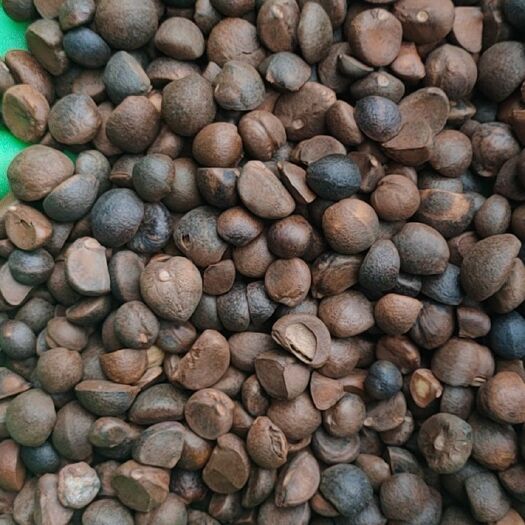 广水市供应油茶籽、山茶籽、茶籽