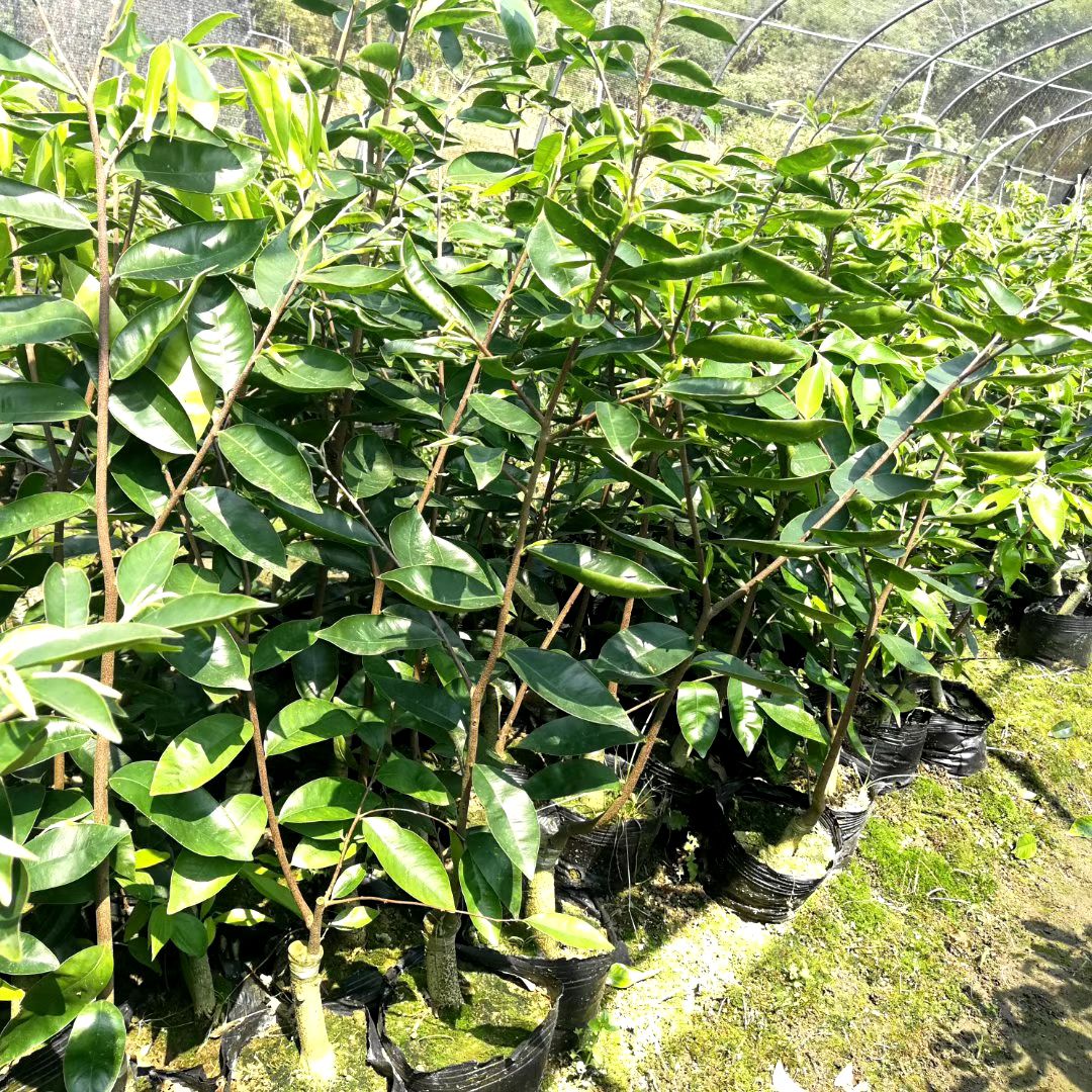 沉香苗  正宗绿奇楠沉香嫁接树苗产地直销带营养杯发货假一赔十