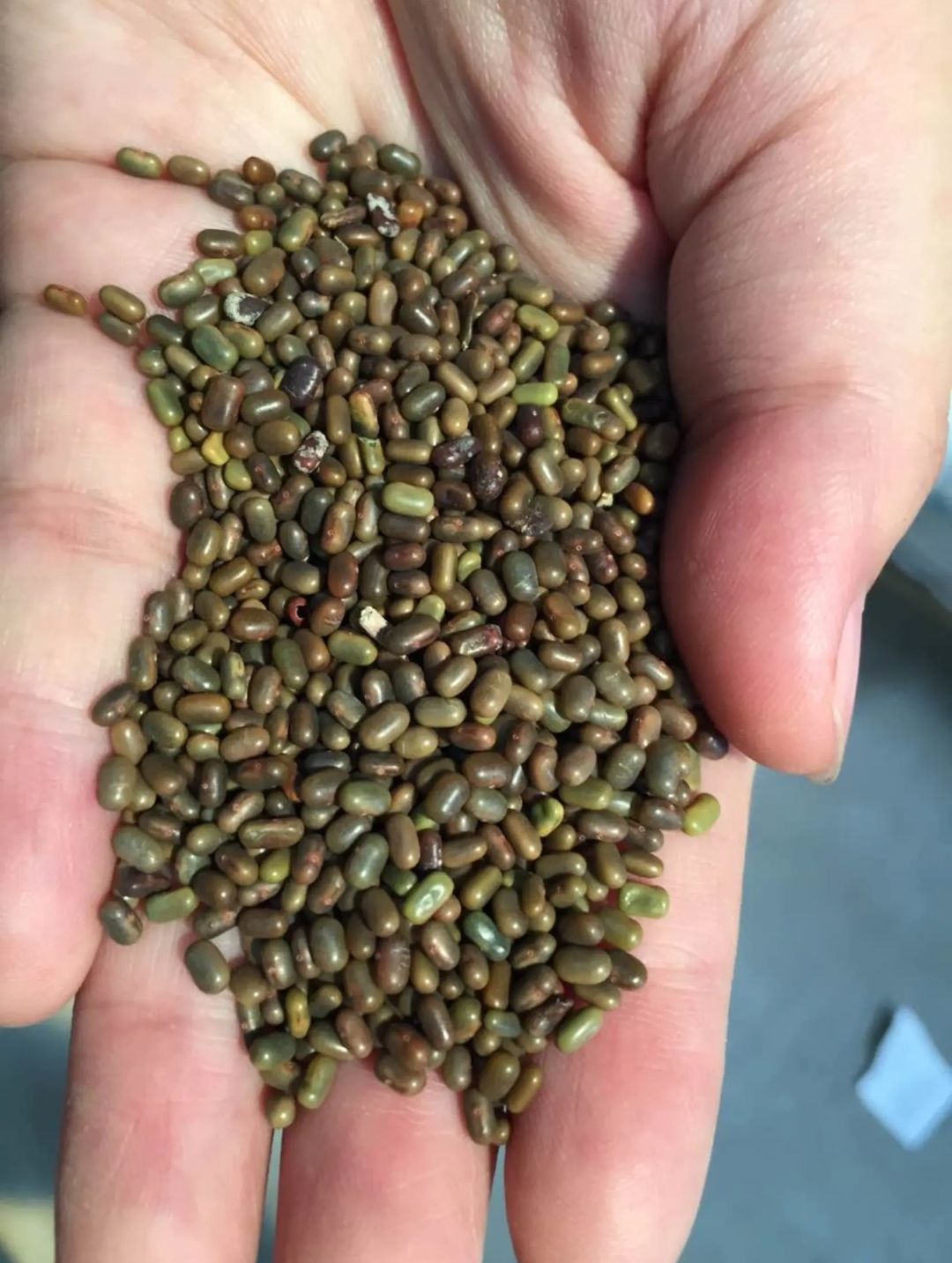 苜蓿草种子  田菁种子一年生草本,适应性强，耐热,改良土壤盐碱