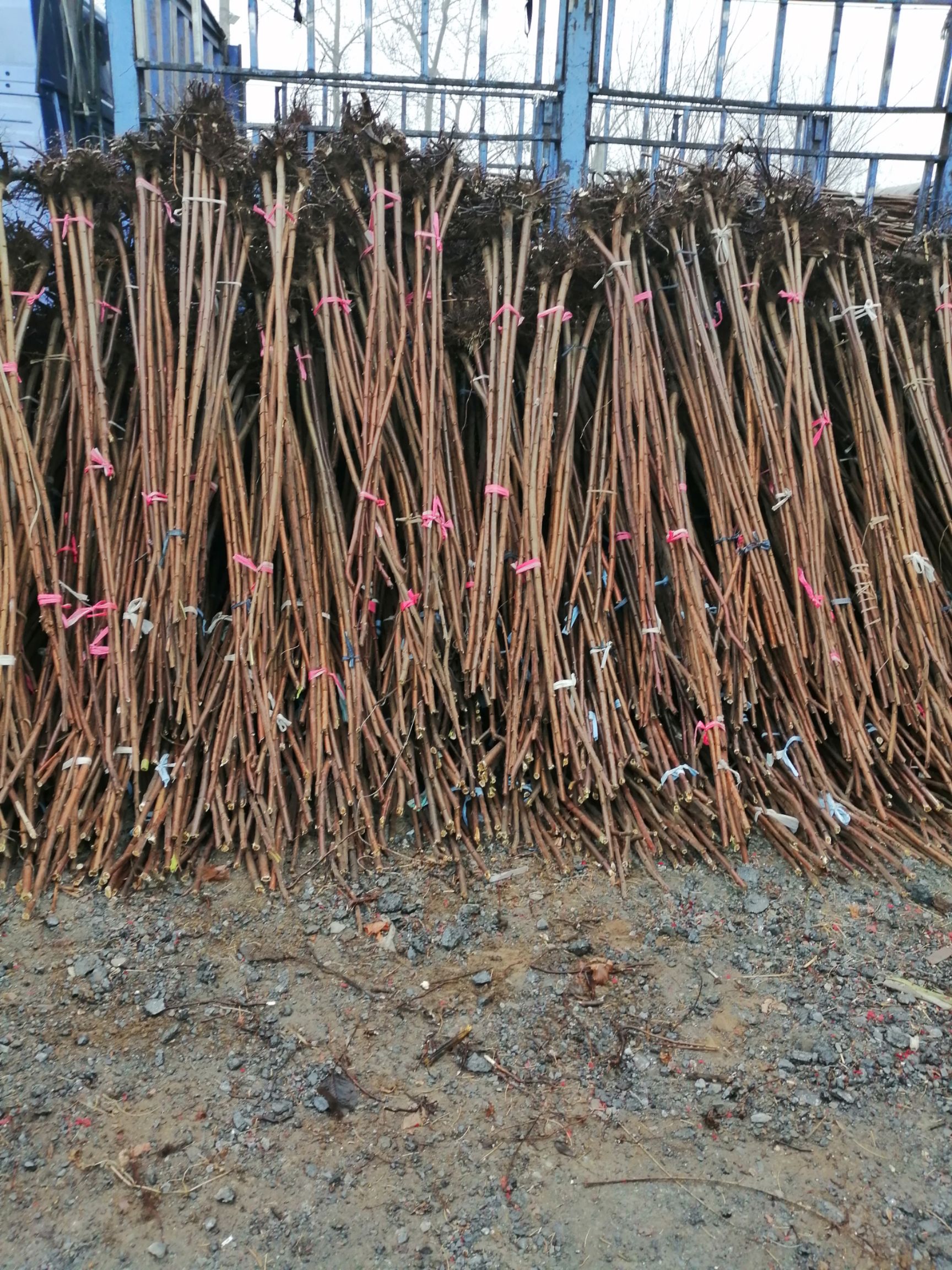 河北火炬树，2-3-4-5公分，量大产地直销。