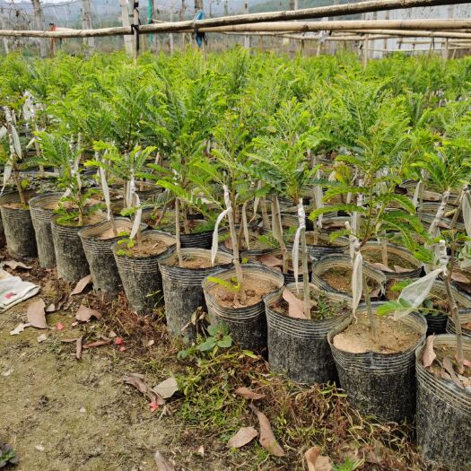 陆河县余甘果苗 柿饼甜油甘苗