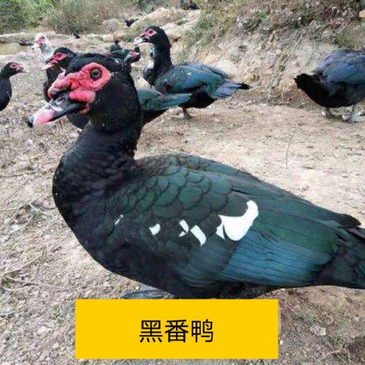 南宁黑番鸭苗  正品保证，全国包邮发货，保证安全健康送达客户手中