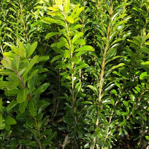 靖州县荸荠杨梅种苗 湖南靖州杨梅苗 1年优质嫁接乌梅