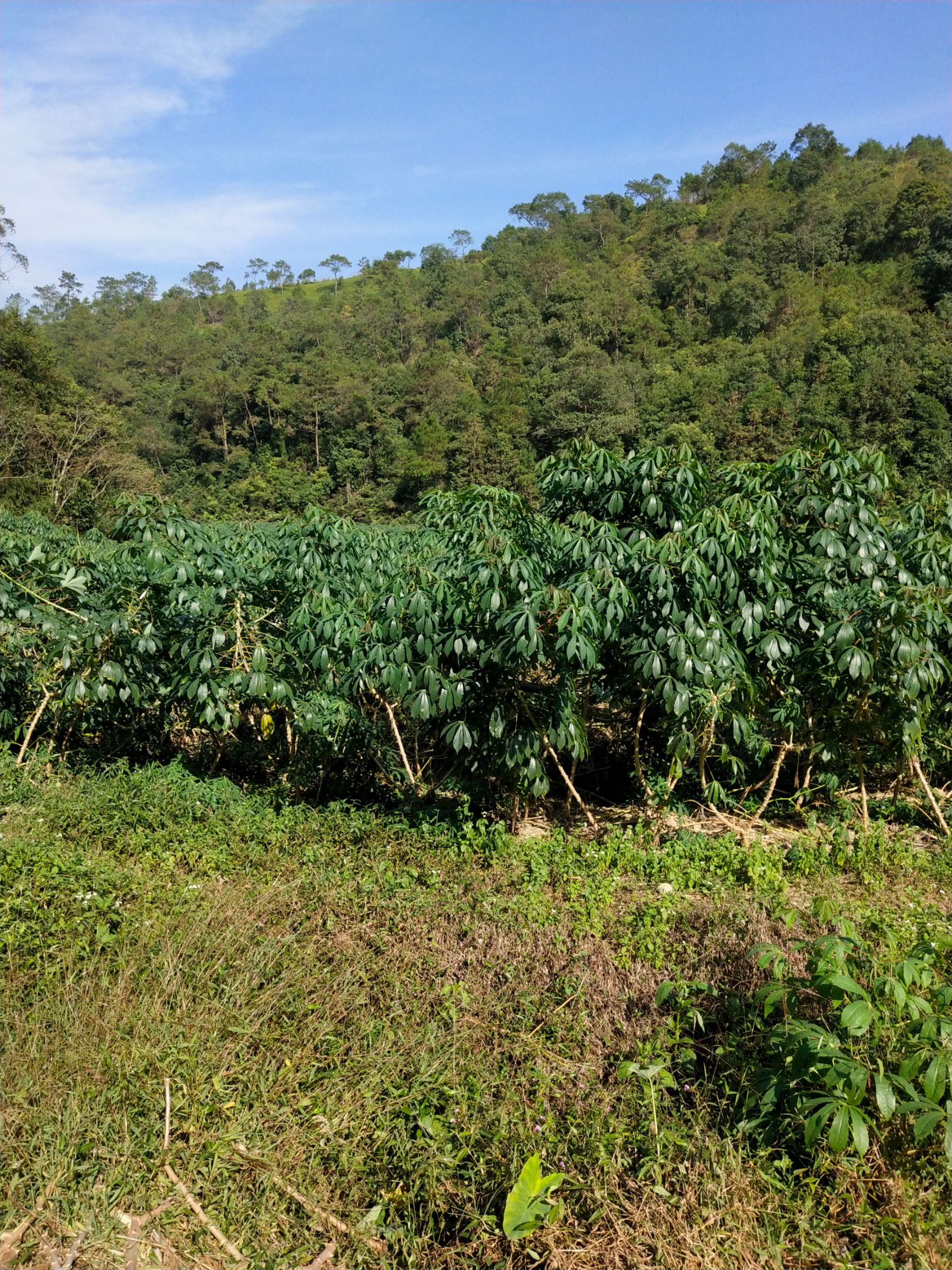 木薯种苗  广西红皮白肉面包木薯种