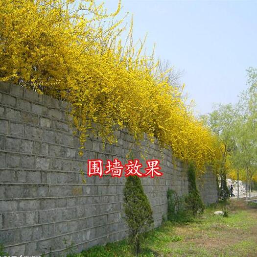 沭阳县探春花 迎春小苗。当年扦插小苗，