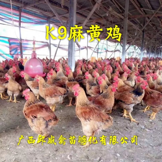 南宁K9鸡苗  出壳苗，全国可发