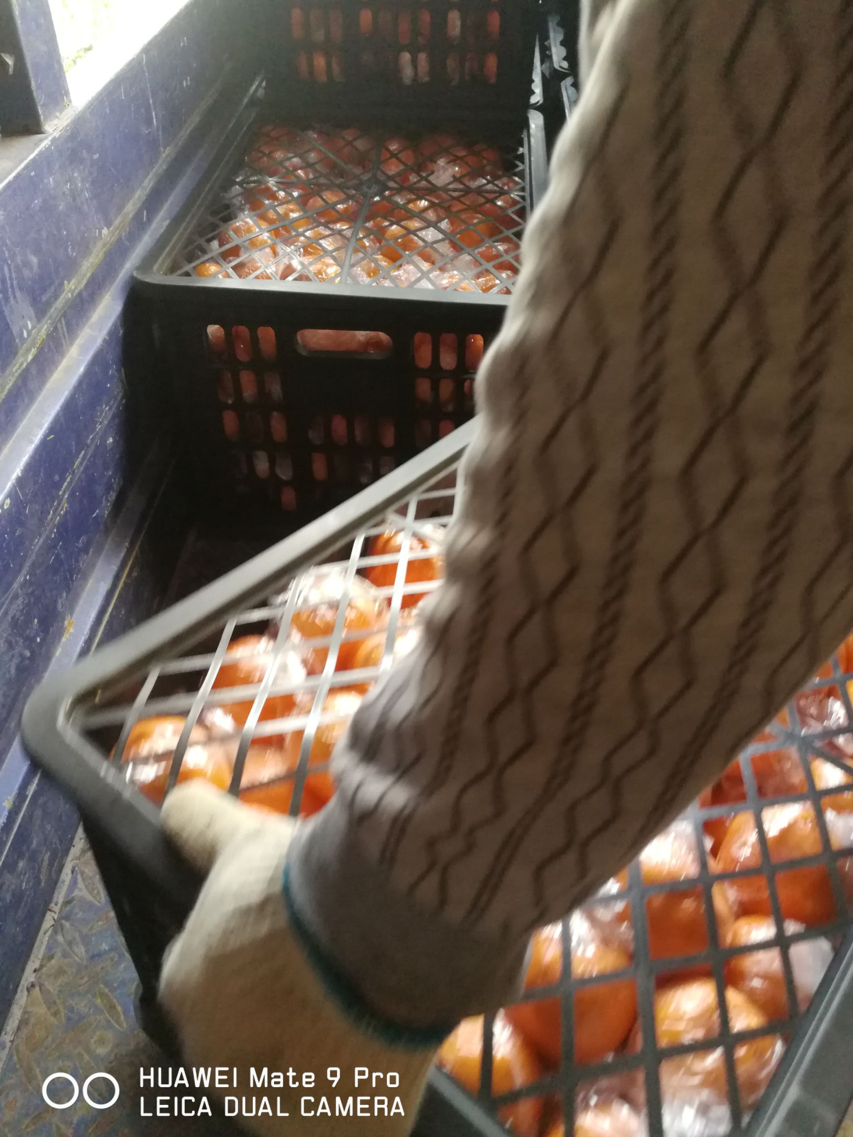 湘西椪柑，果红，味甜，水足，硬度好，果面干净，无麻点