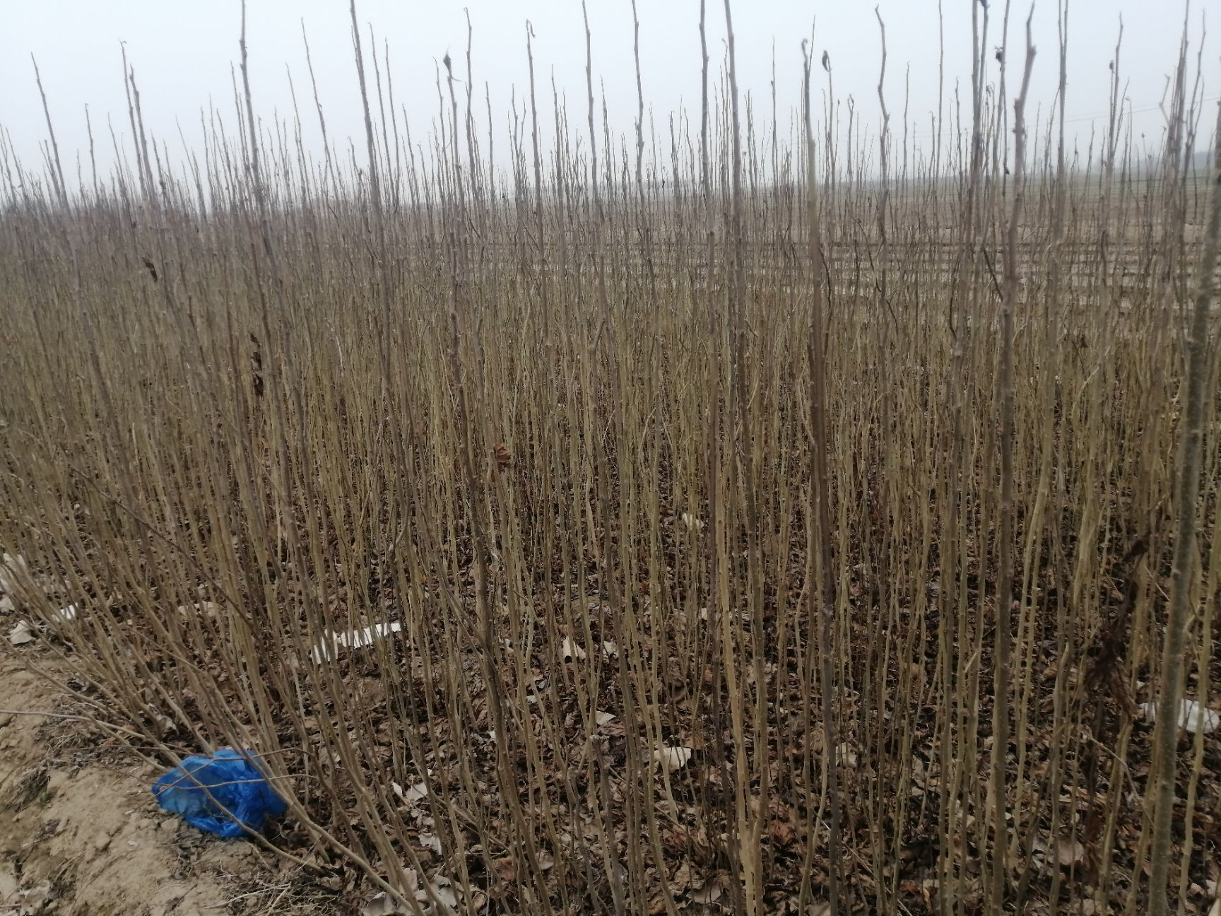 杜仲苗 大量  出售 杜仲树苗地径 0.5—1.5公分  有200W