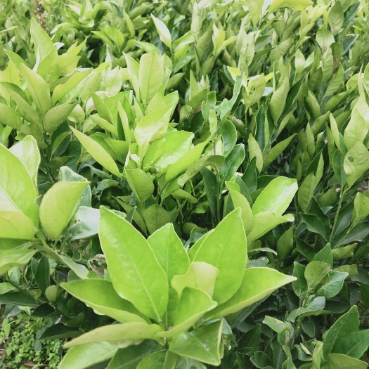 松滋市 脐橙树苗