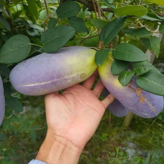 鄱阳县八月瓜苗  八月瓜紫宝三号