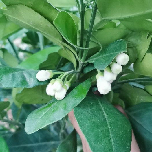 灵山县金桔苗  广西无核无籽沃柑果苗树苗纯正嫁接橘子盆栽南方种植当年结