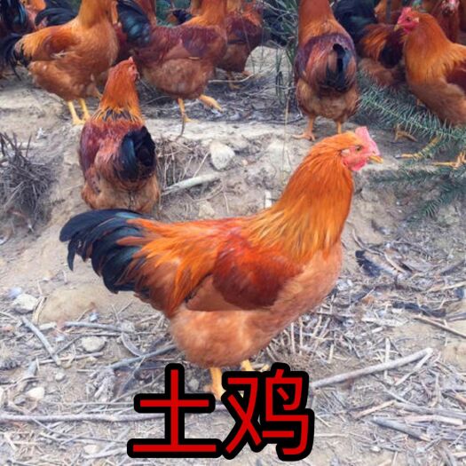 南宁土鸡苗，正品保证，全国包邮发货，保证安全健康送达客户手中
