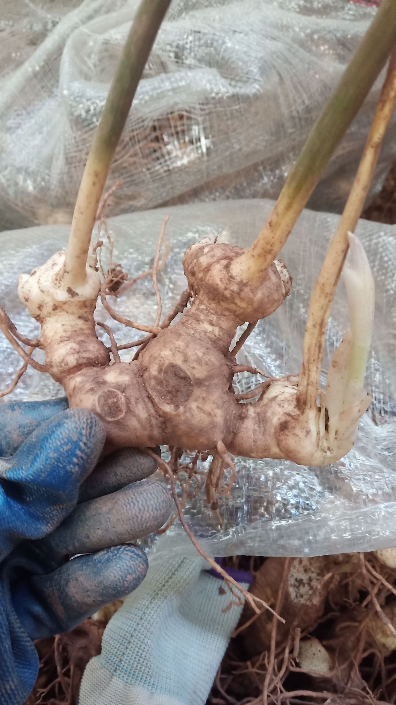 黄精块茎 姜型不倒苗多花甜黄 黄精种苗 黄精苗猫儿姜 老虎姜