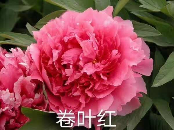 菏泽花王 0.5米以下 2cm以下 4cm以下 