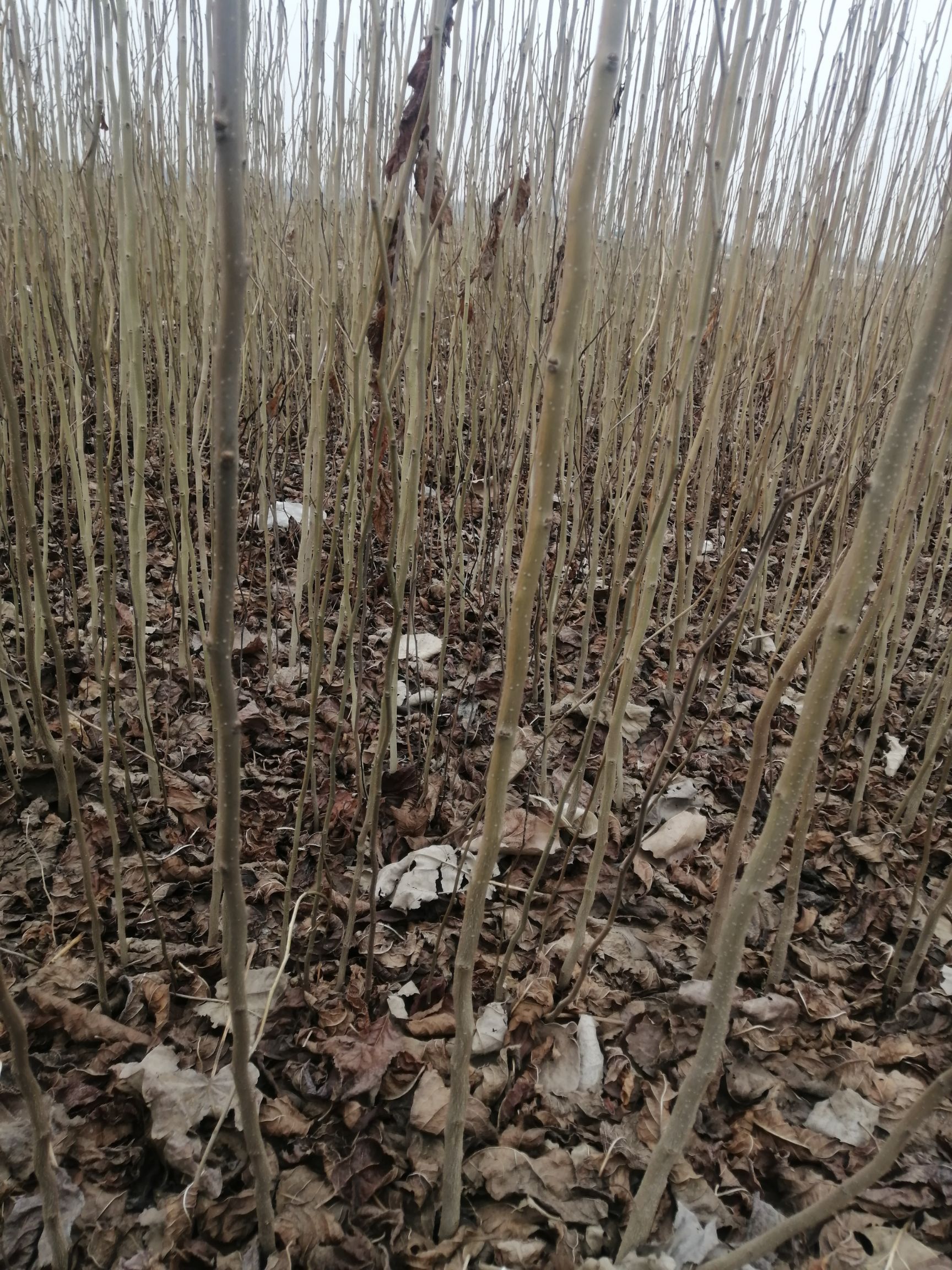 杜仲苗 大量  出售 杜仲树苗地径 0.5—1.5公分  有200W