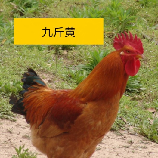 南宁九斤黄鸡苗  九斤黄出壳苗，正品保证，全国包邮发货，保证安全健康送达