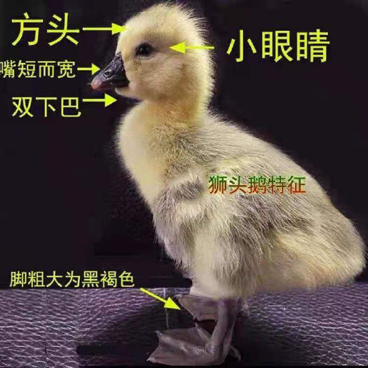 南宁狮头鹅苗 大种 品种纯正，包打疫苗 健康无忧