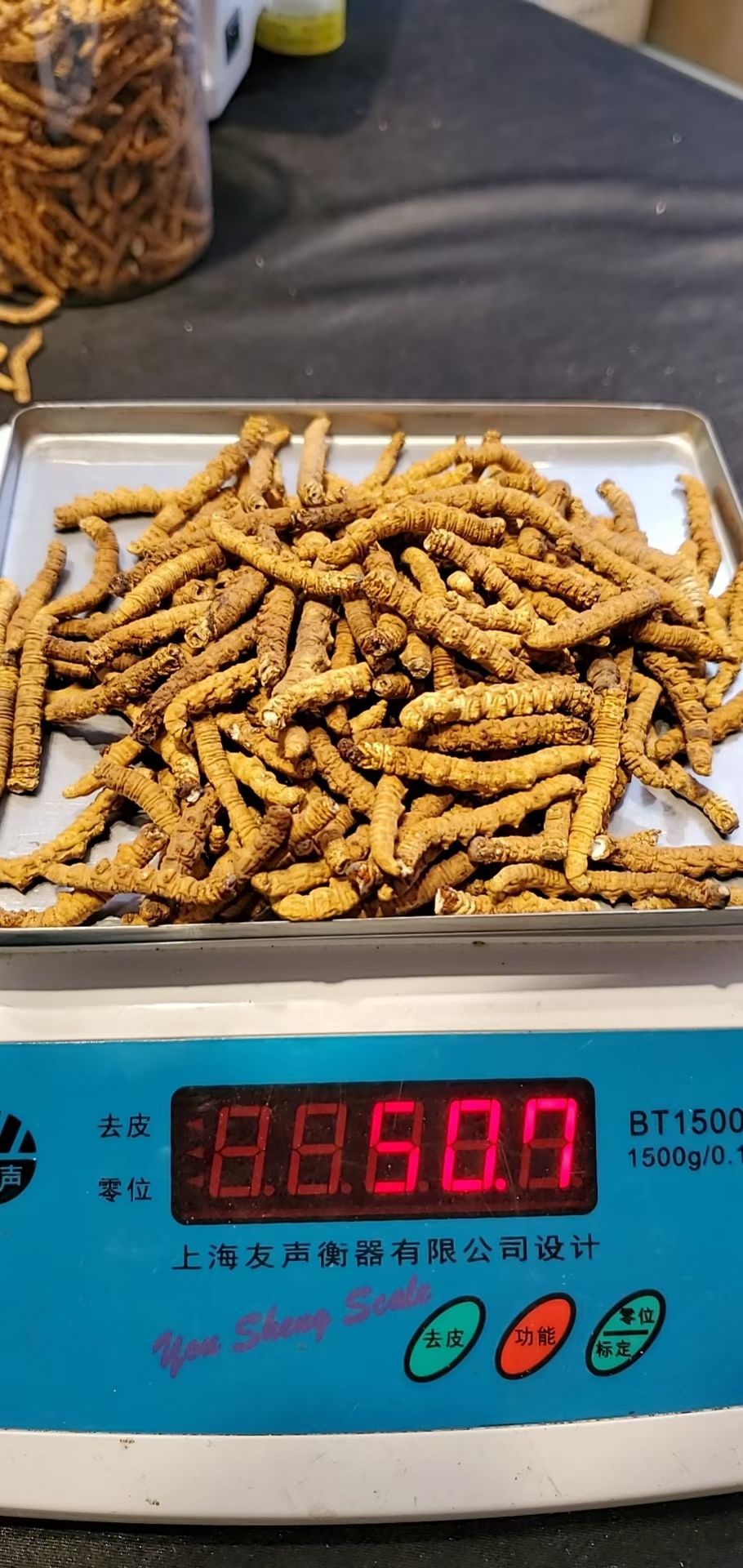 那曲冬虫夏草大肉节断草