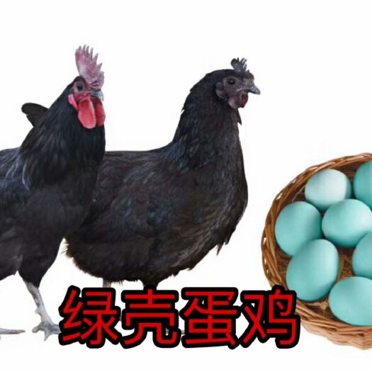 南宁五黑鸡苗  五黑一绿鸡苗，正品保证，全国包邮发货，保证安全健康送达