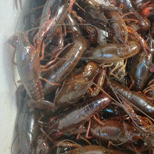 昆明小龙虾  湖水中青456规格