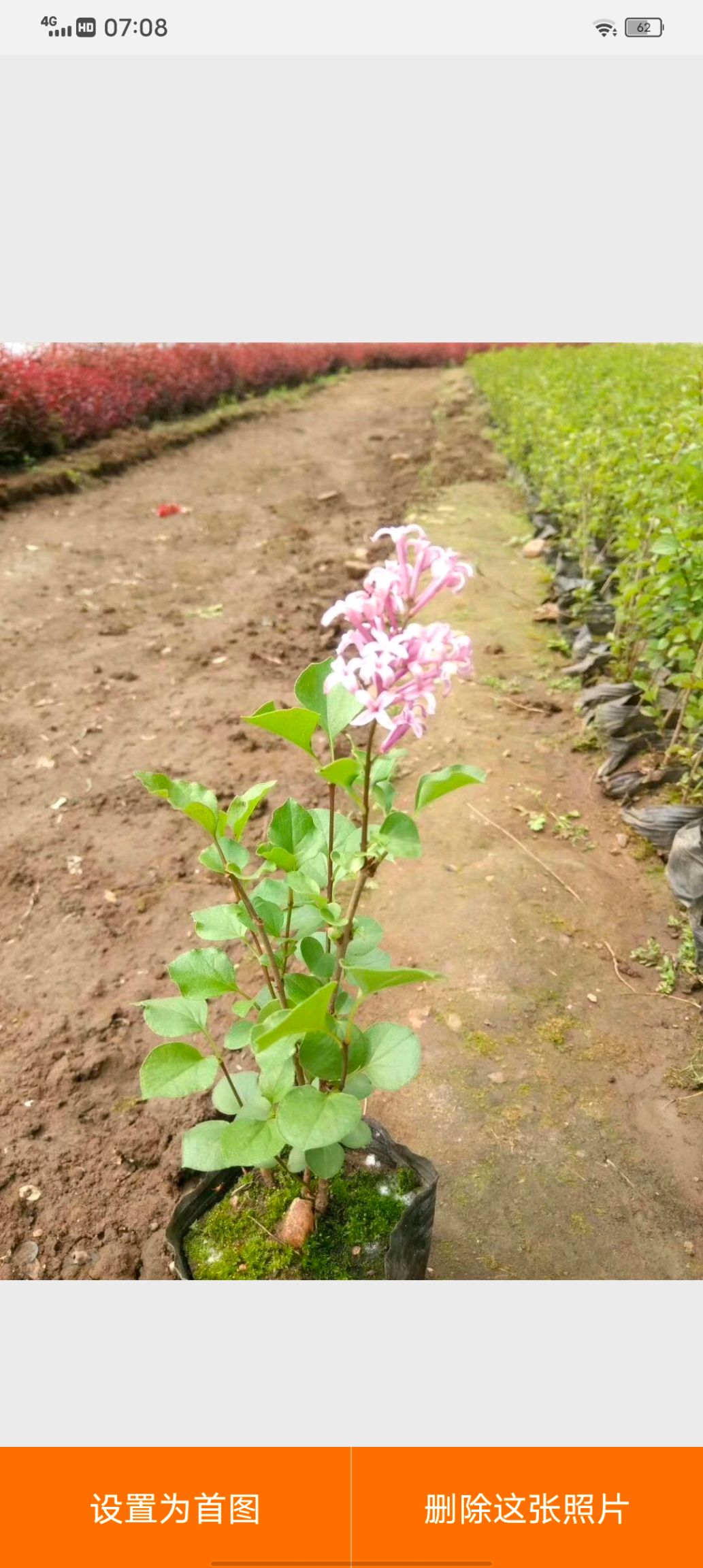 紫丁香播種一年苗二年三年苗丁香苗木產地直銷一手貨源全國包郵