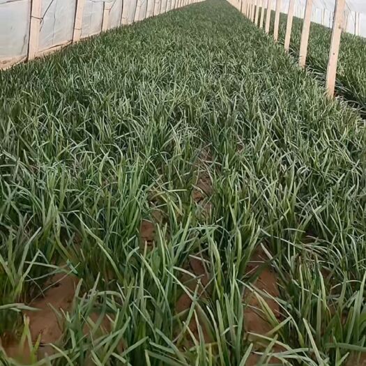 红根韭菜 二茬 