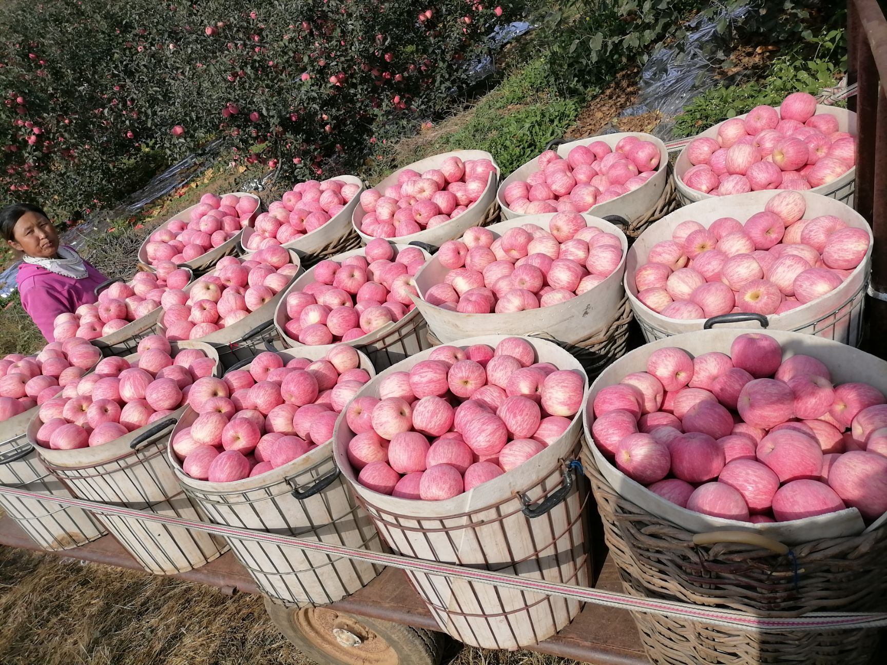 红富士苹果 烟台栖霞苹果