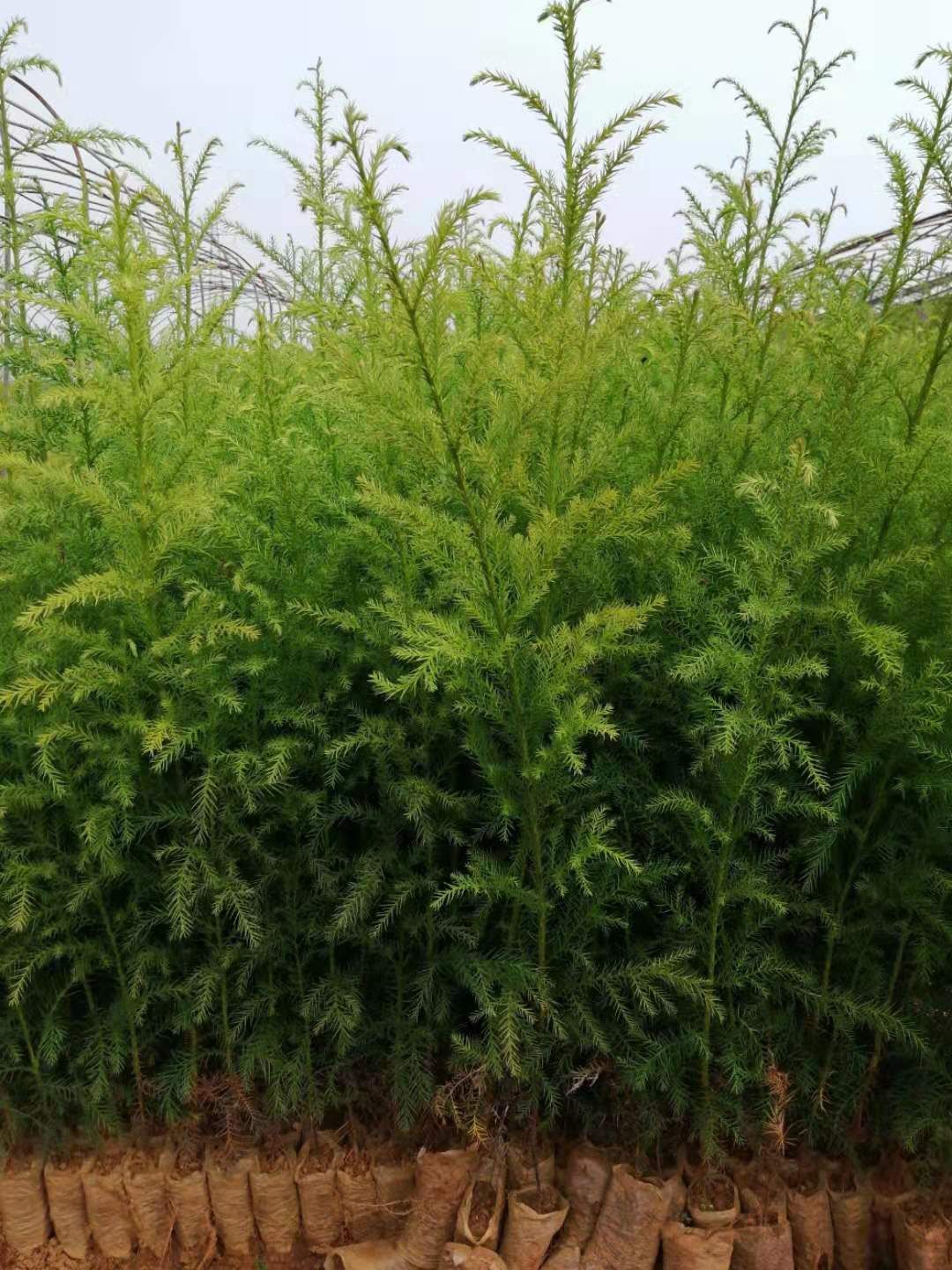 供应1米高的柳杉杯苗，价格实惠