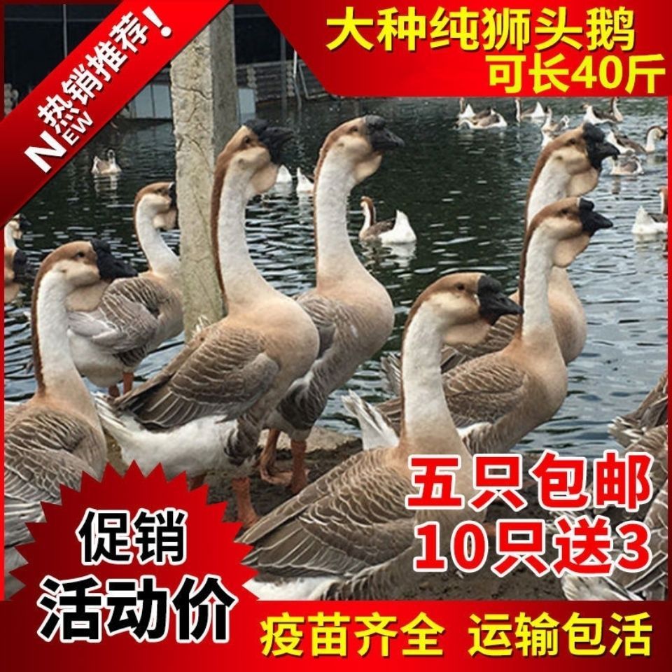  纯种狮头鹅，成活率高。养殖季节抓紧购买