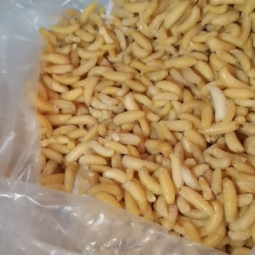 广州中蜂蛹  一级树蜂蜂蛹