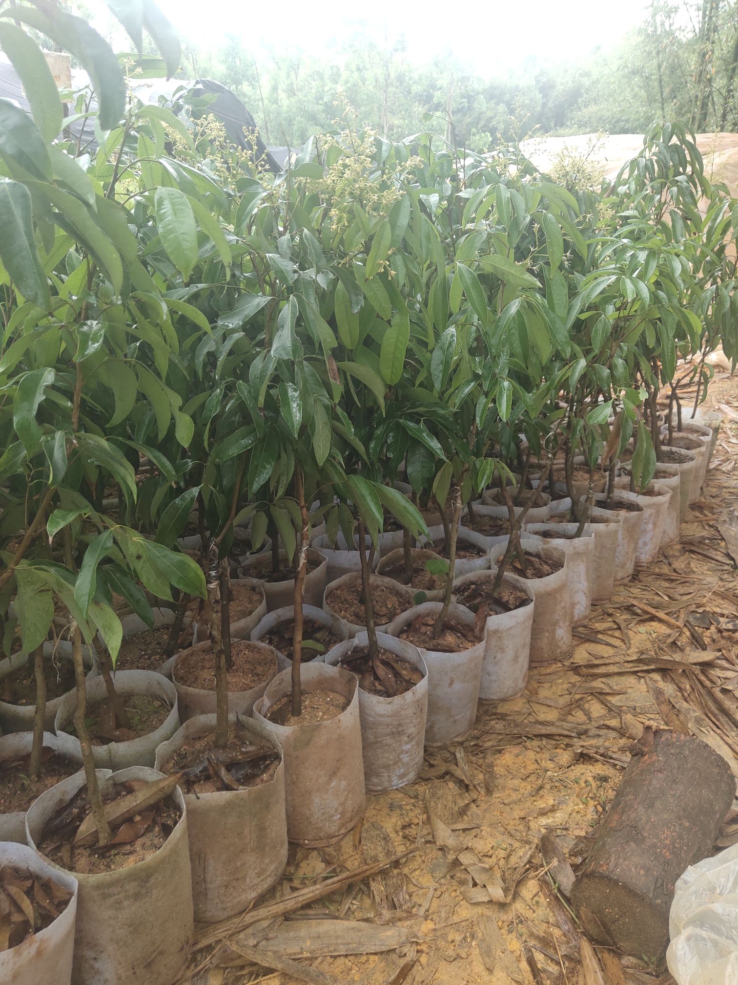 无核荔枝苗杯苗