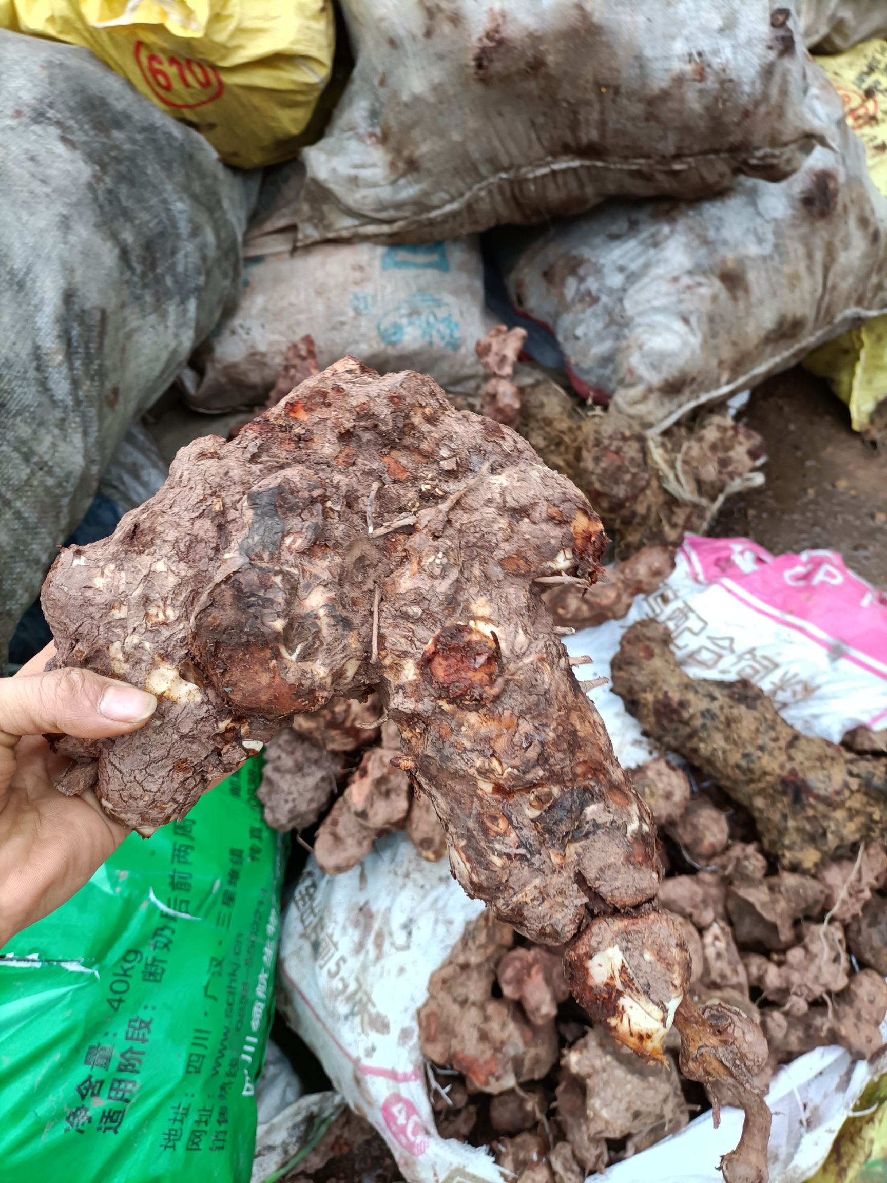 四川宜宾筠连县新鲜土茯苓中药材根茎类药材批发零售