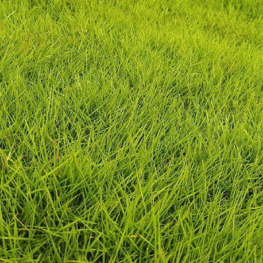 东安县结缕草  自产自销草绿期长达360天