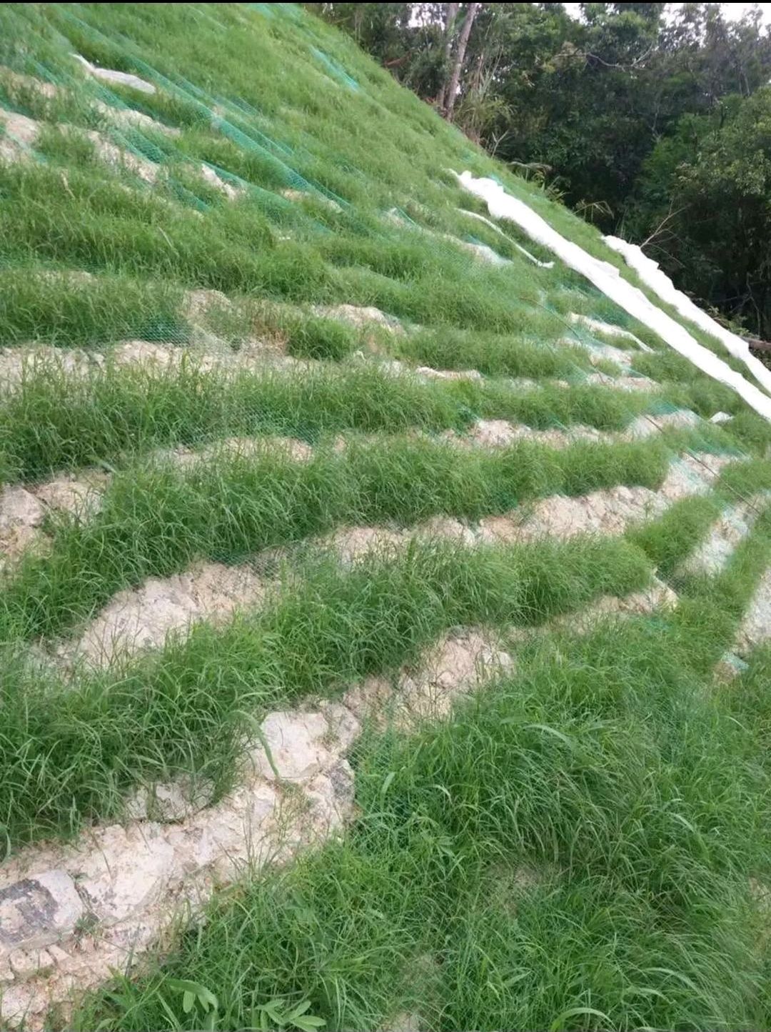 宽叶草种子  宽叶雀稗南方牧草绿肥，和水土保持先锋作物种子