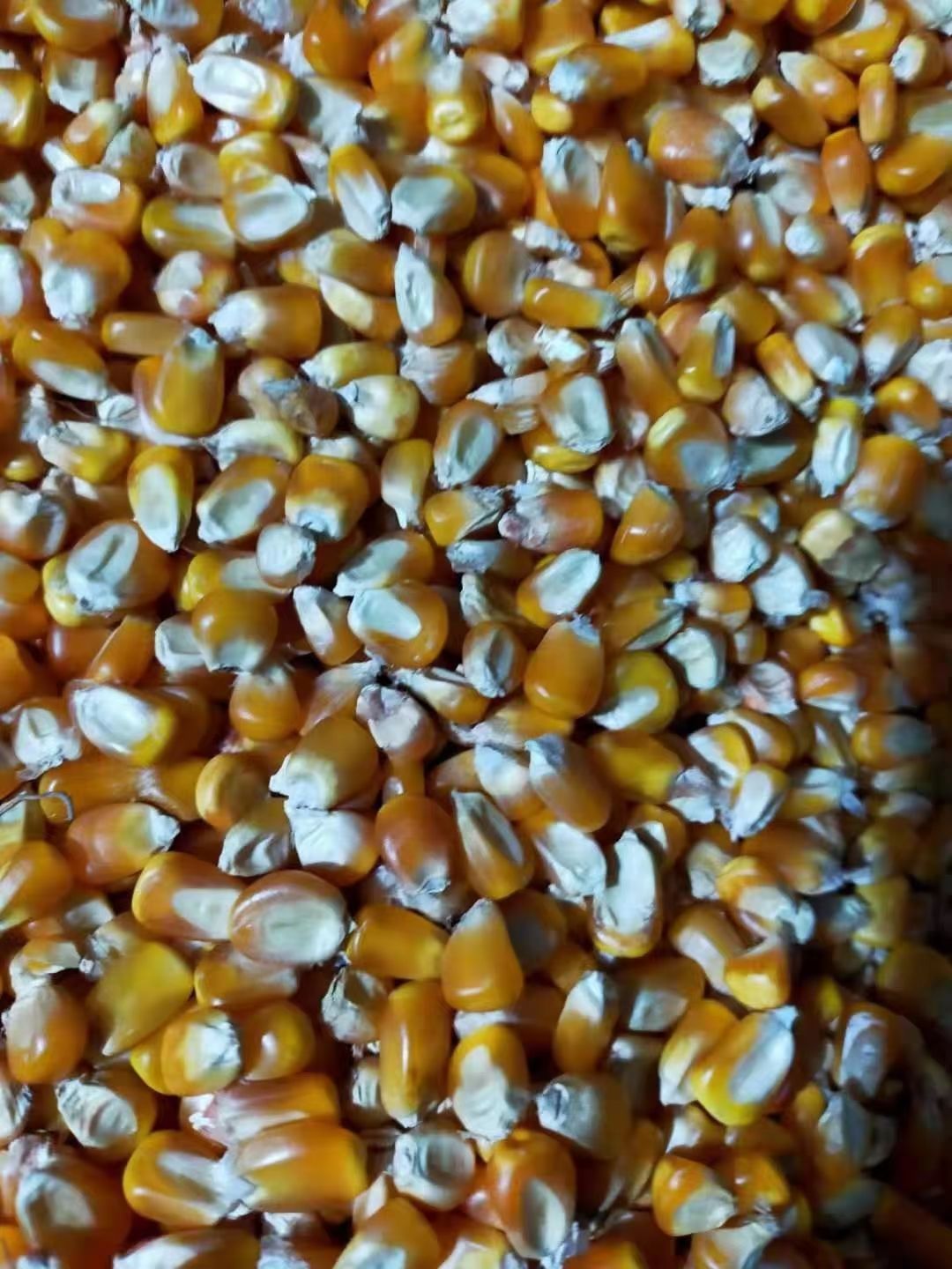 黄玉米粒 缅甸玉米！