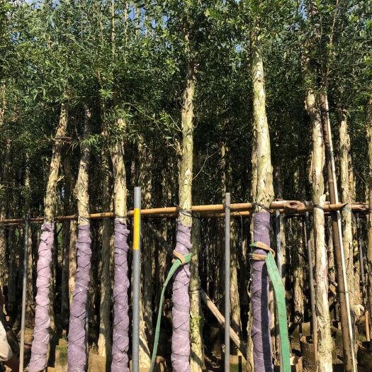 普宁市红千层 长期供应9--10公分百千层