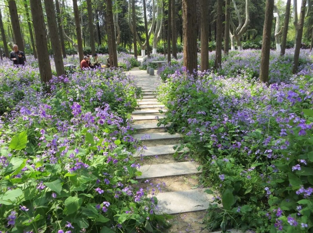 二月兰种子大量供应，春季3-4月观花品种,花海建植，绿肥
