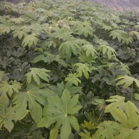 仪征市 八角金盘