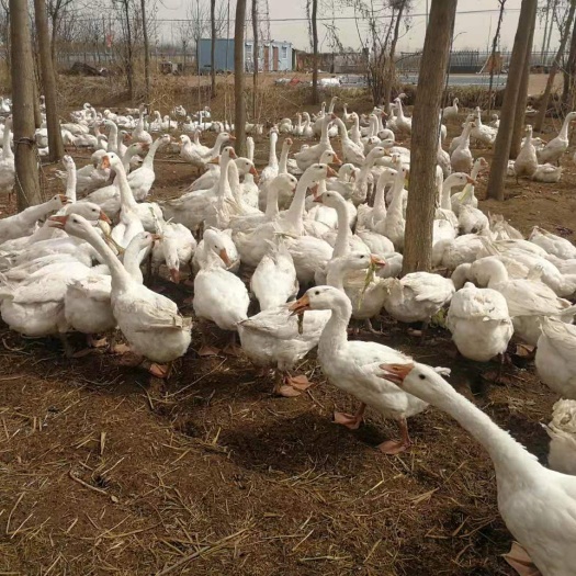 安平县肉鹅 8-10斤 统货 半圈养半散养 