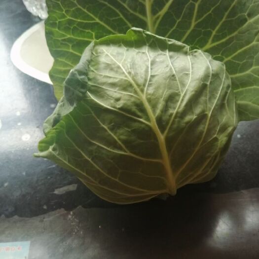 泾阳县绿包菜  一年四季都有蔬菜，有机花菜，甘蓝，欢迎大家前来采购