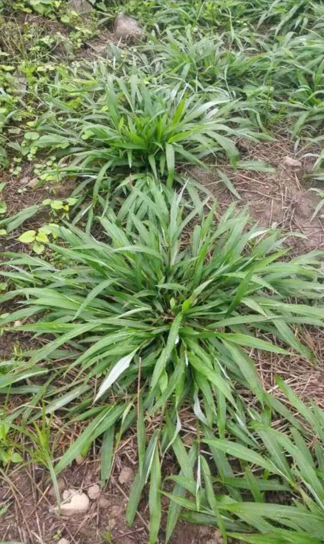 宽叶草种子  宽叶雀稗南方牧草绿肥，和水土保持先锋作物种子