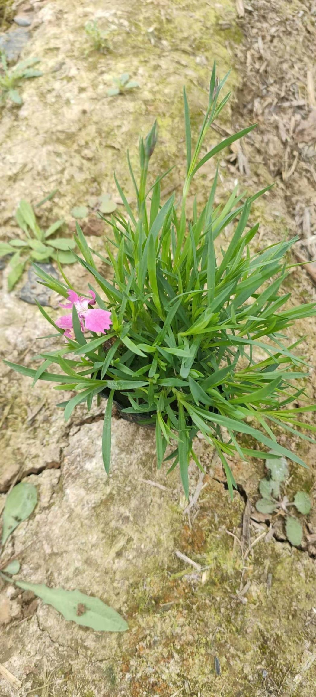  青州欧石竹种植基地，