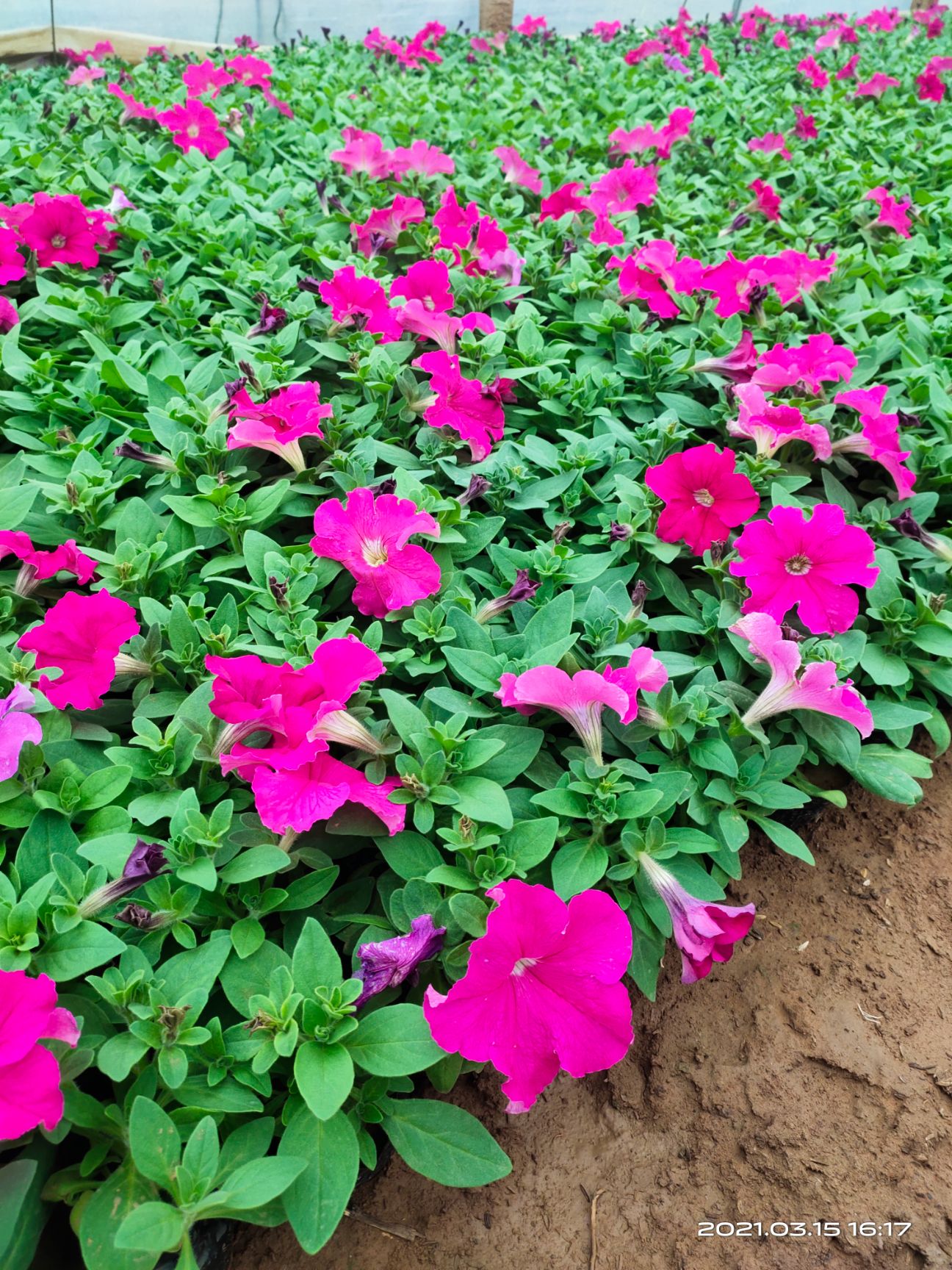 矮牵牛 牵牛 牵牛杯苗 牵牛种植基地 牵牛产地 青州牵牛