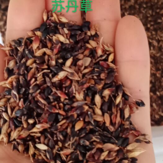 常州 苏丹草种子
