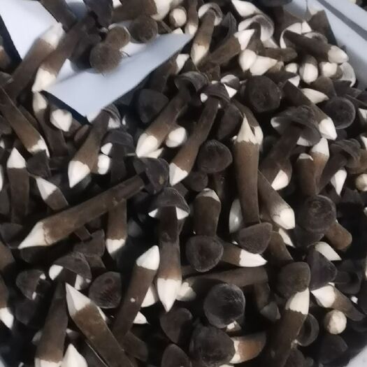 滕州市鸡枞菌 产地直销