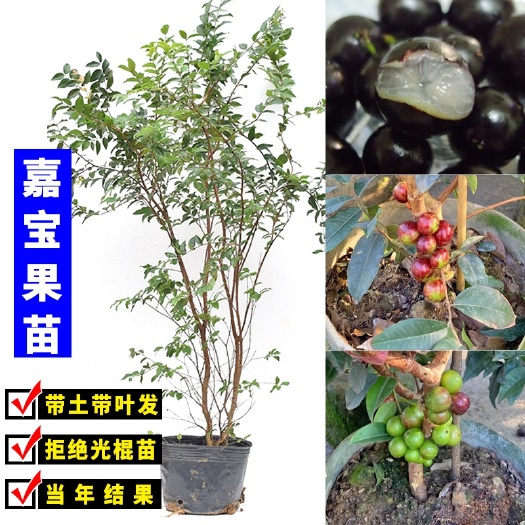 嘉宝果苗  嘉宝果树苗树葡萄沙巴艾斯果苗庭院盆栽地栽四季结果一颗包邮