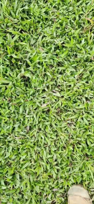 佛山马尼拉草皮  大叶油草皮